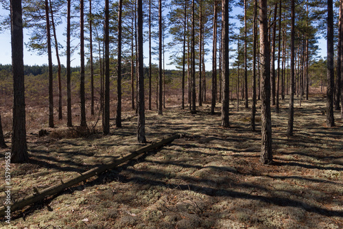 forest in shadows