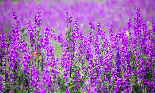 Beautiful summer meadow of purple flowers
