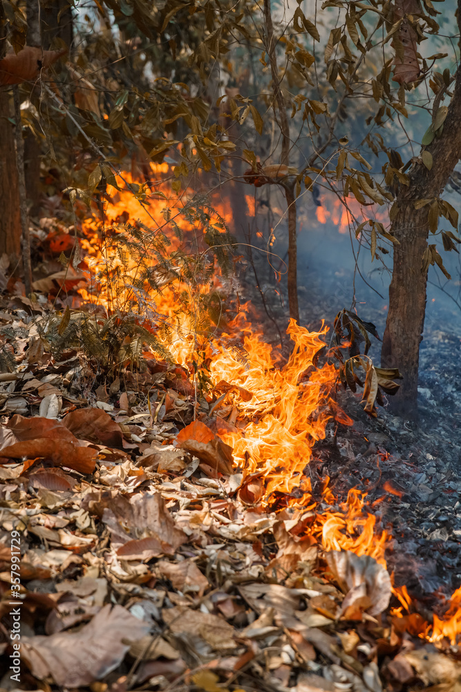 forest fire disaster is burning caused by humans forest fire disaster is burning caused by humans