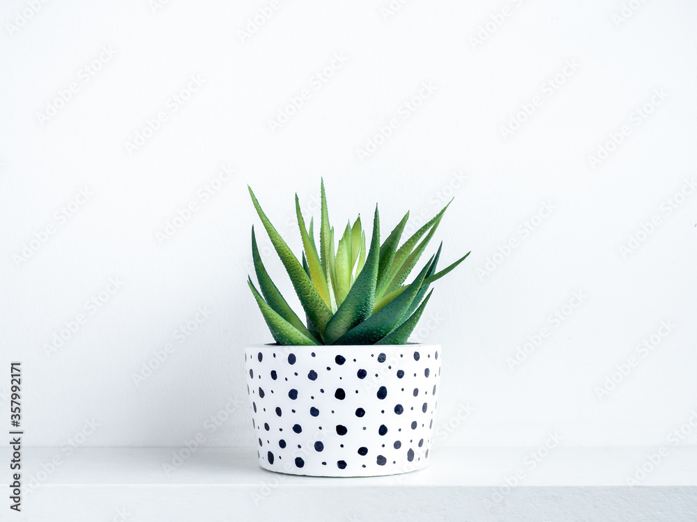 Plants pot. Green succulent plant in modern white with black dots pattern colour painted concrete planter.