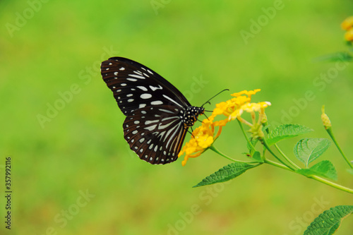 Black butterfly sits on yellow flower
