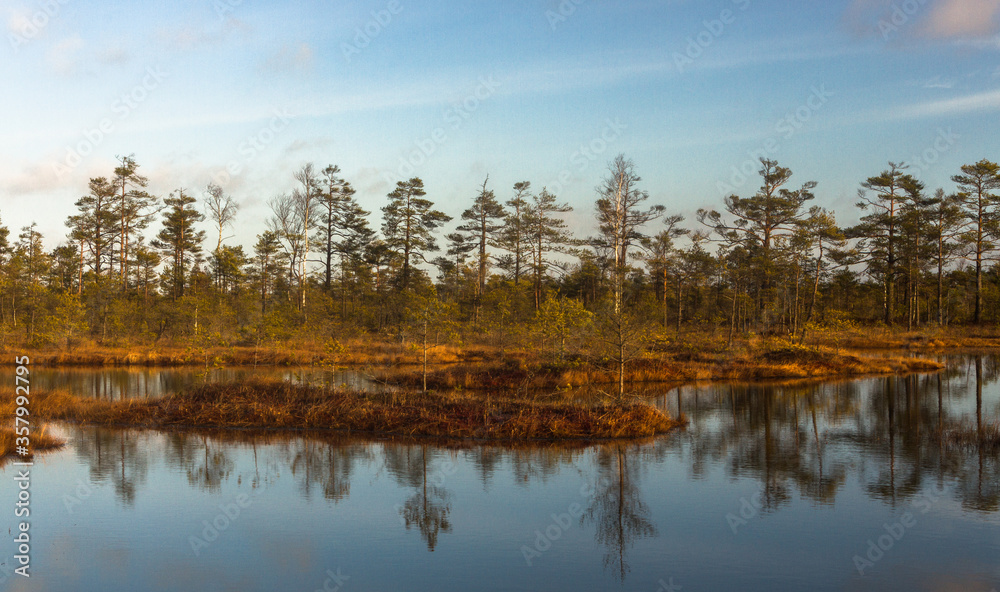 Swamp on a sunny day in great colors Swamp on a sunny day in great colors