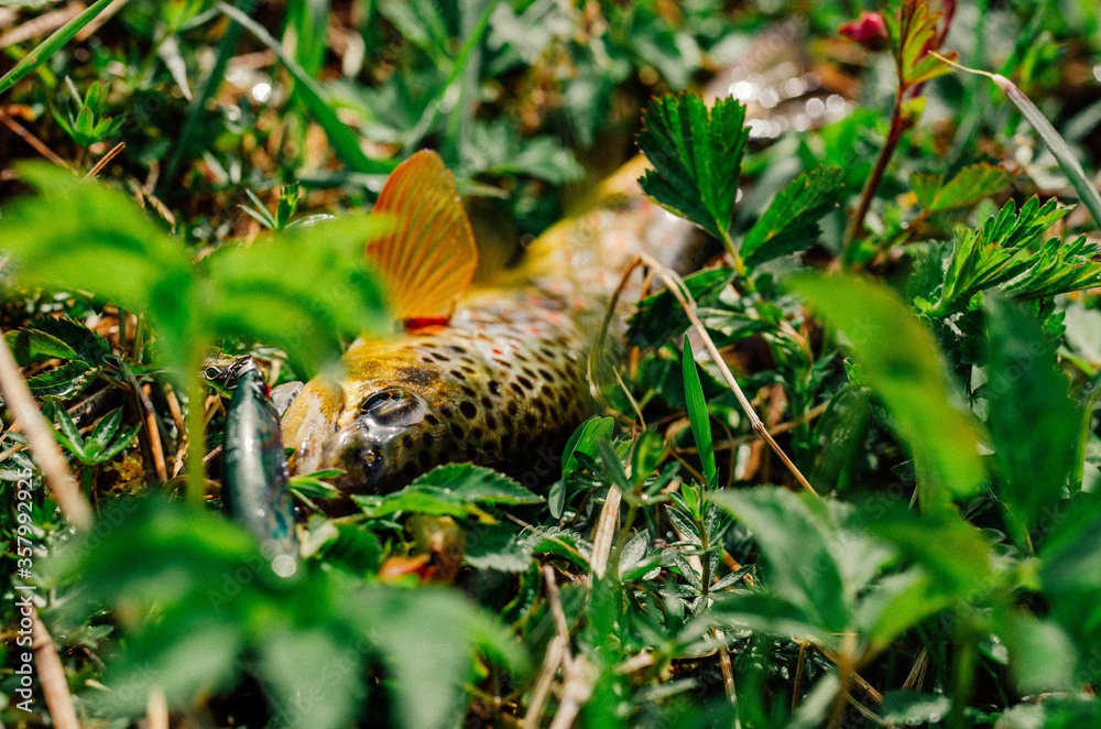 Moody pictured of Trout fishing trip in wild river. Green nature. Moody pictured of Trout fishing trip in wild river. Green nature.