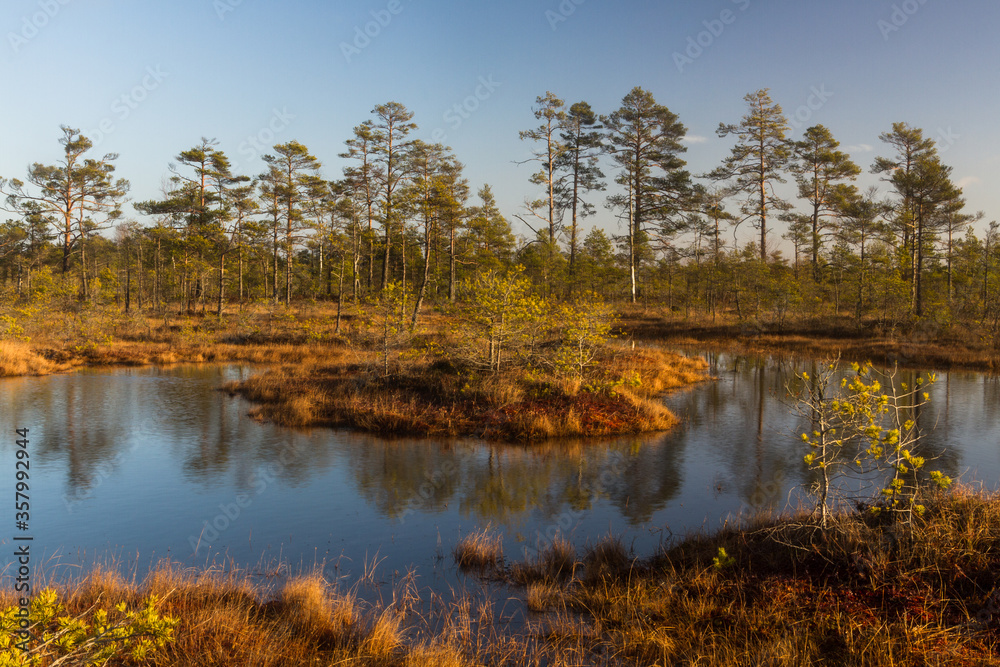 Fototapeta premium Swamp on a sunny day in great colors