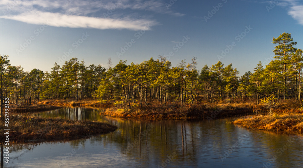 Swamp on a sunny day in great colors Swamp on a sunny day in great colors