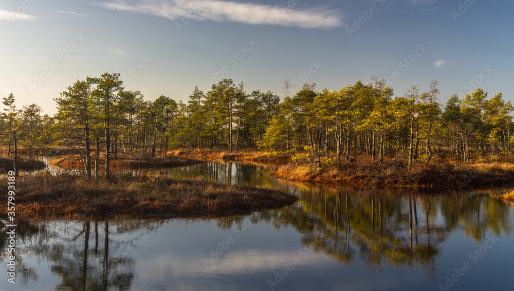 Swamp on a sunny day in great colors