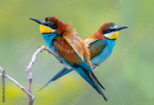European bee eaters on the branch