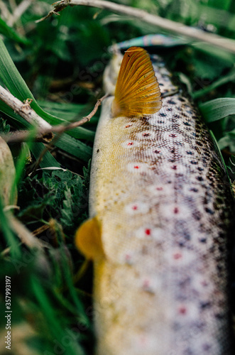 Moody pictured of Trout fishing trip in wild river. Green nature.