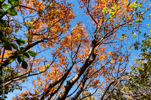 Orange autumn forest with japanese maple trees branches in blue sky background in Unzen-Amakusa National Park in November. Kyushu Island  Japan.