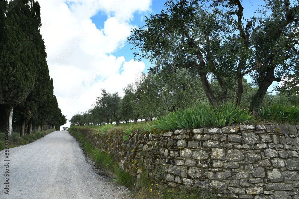 Olive trees, Cypress and white gravel road in the countryside near Greve in Chianti (Florence). Italy