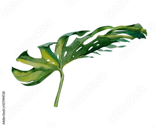 Isolated watercolor green Monstera Deliciosa plant leaf decoration..