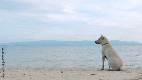 Dog on the sand beach watch at sea scape, static shot