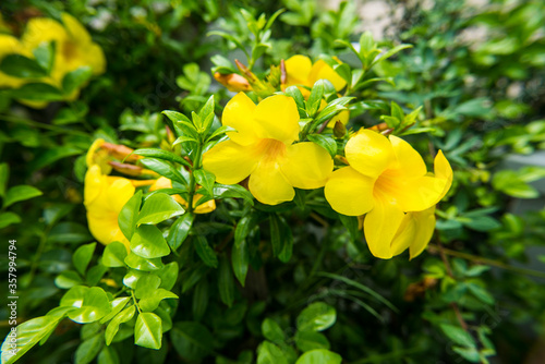 Flowering plant. This yellow flower species Thai people call it Dok ban bu ree. © somkhuan