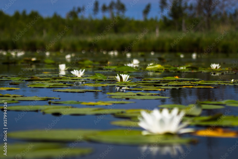 water lilies on the lake with reflections in the water on a sunny summer day water lilies on the lake with reflections in the water on a sunny summer day