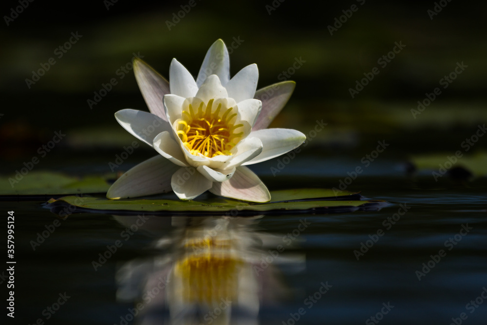 water lilies on the lake with reflections in the water on a sunny summer day