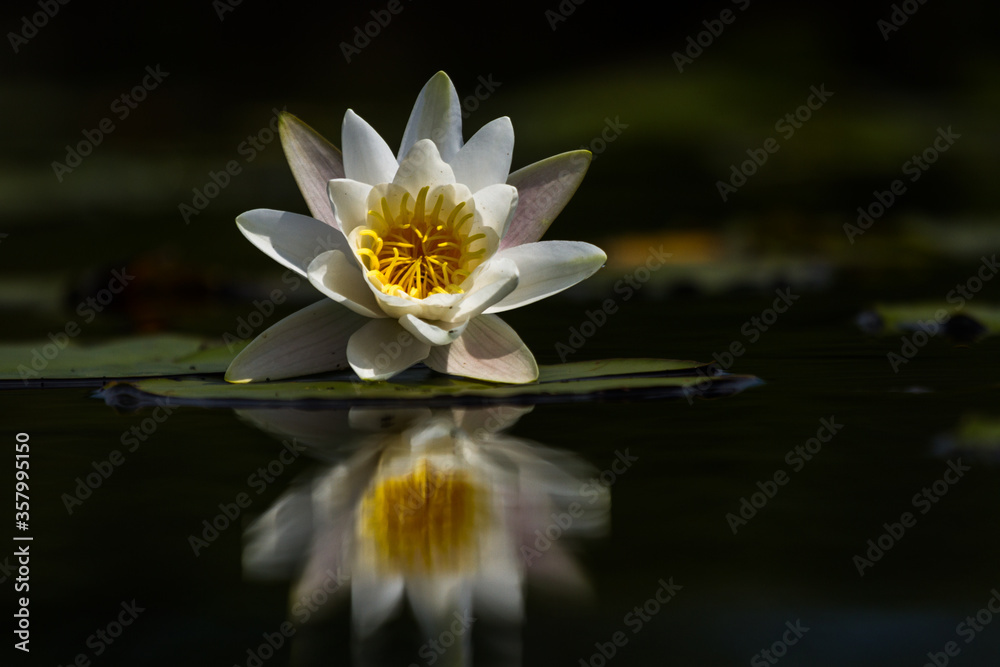 water lilies on the lake with reflections in the water on a sunny summer day water lilies on the lake with reflections in the water on a sunny summer day