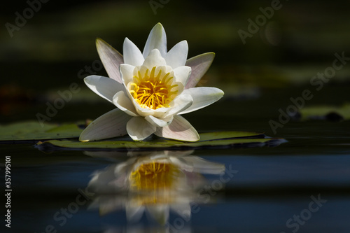 water lilies on the lake with reflections in the water on a sunny summer day