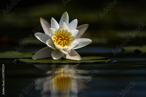 water lilies on the lake with reflections in the water on a sunny summer day