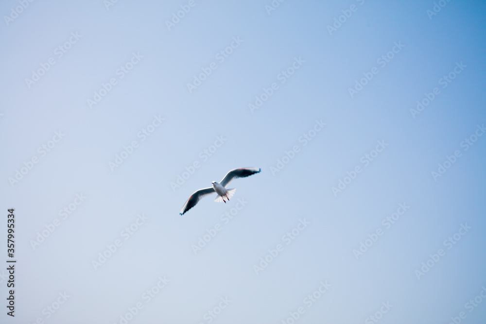 seagull in flight against the blue sky seagull in flight against the blue sky