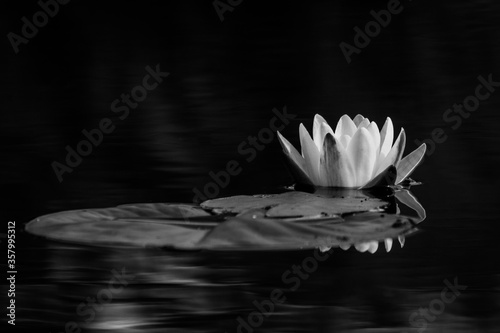 water lilies on the lake with reflections in the water on a sunny summer day