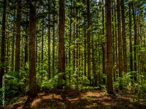 Hoop Pine Forest © Kevin