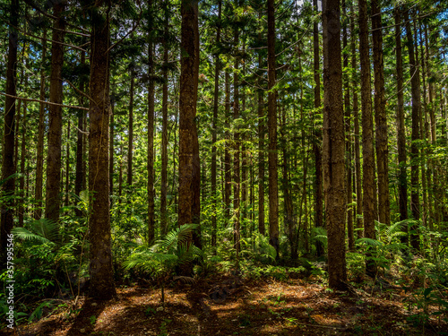 Hoop Pine Forest