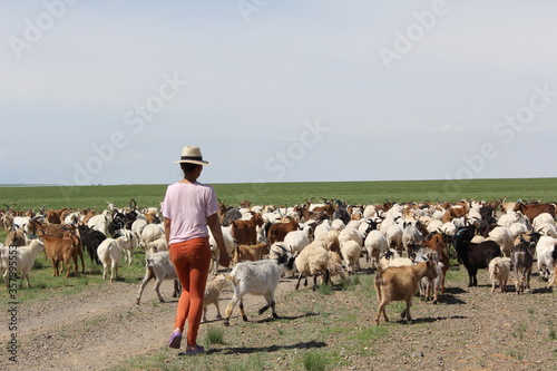 Herd of goats were raised in the middle of a large grassland during the day.