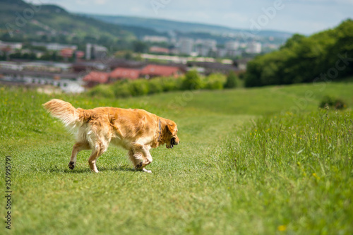 Retriever dog runs on the green hill above an urban settlement © Valentina