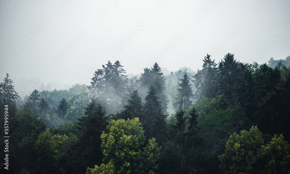 Mischwald im Nebel - Banner mit viel Textfreiraum