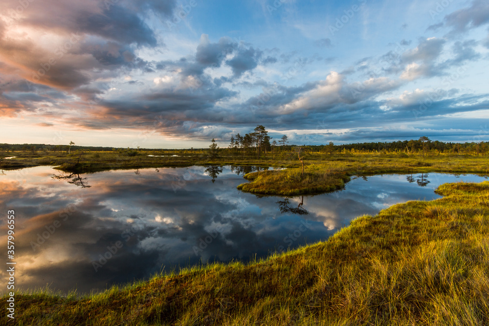 Swamp on a sunny day in great colors Swamp on a sunny day in great colors