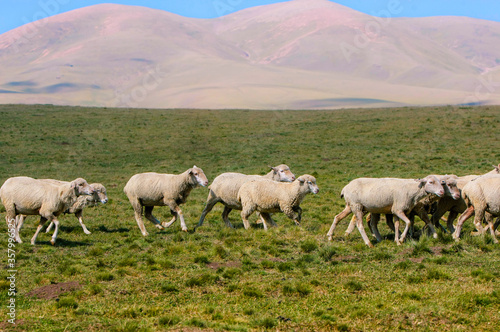 Flock of sheep in a paddock close-up in in a summer time
