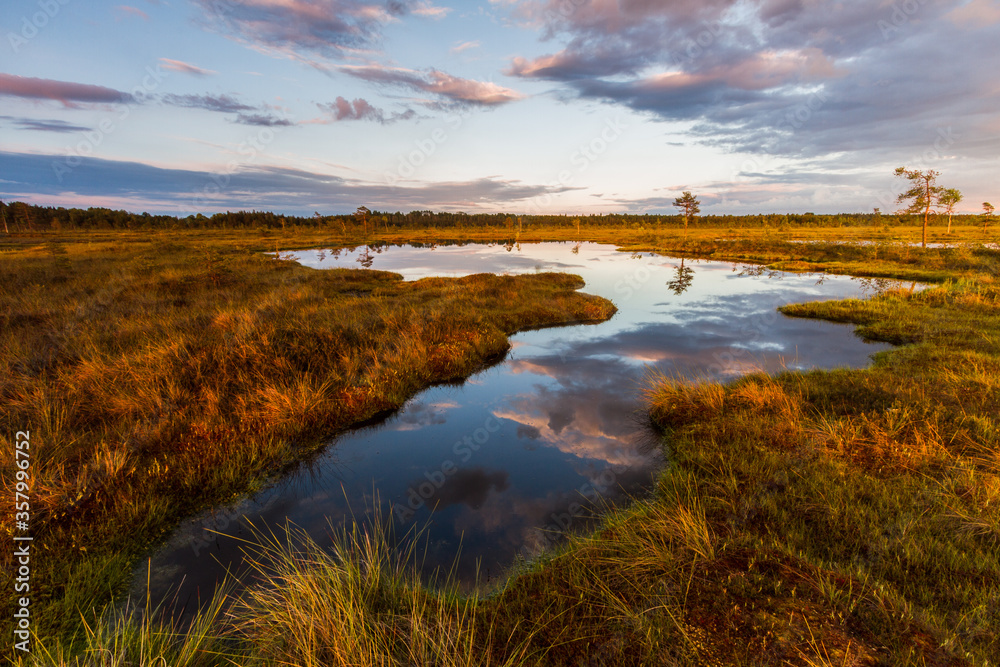 Swamp on a sunny day in great colors