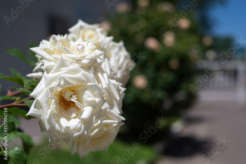 close-up large buds of shrubby fragrant white rose in the garden of a florist. urban space landscaping