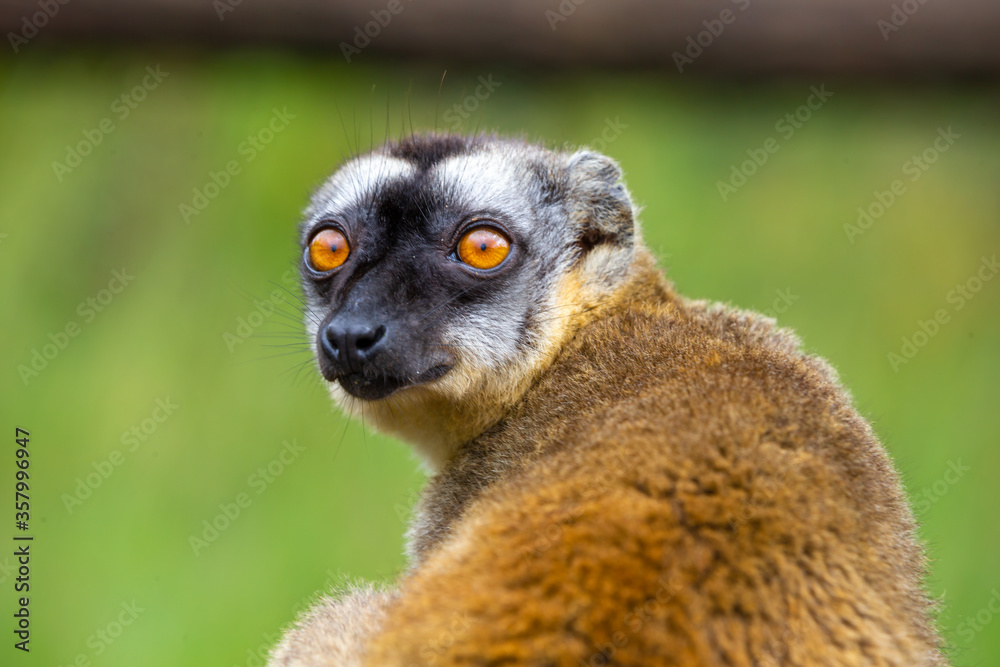 Fototapeta premium Portrait of a brown maki, a close up of a funny lemur