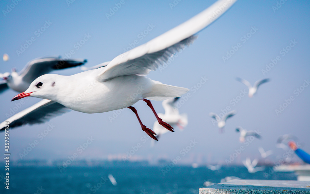 Obraz premium seagull in flight against the blue sky