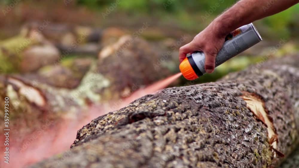 Worker Marking Tree Log Red Spray Ready For Logging Worker Marking Tree Log Red Spray Ready For Logging
