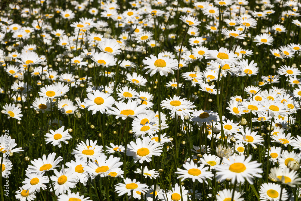 Daisy time. Daisies in the meadow and close-up Daisy time. Daisies in the meadow and close-up