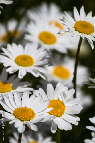 Daisy time. Daisies in the meadow and close-up