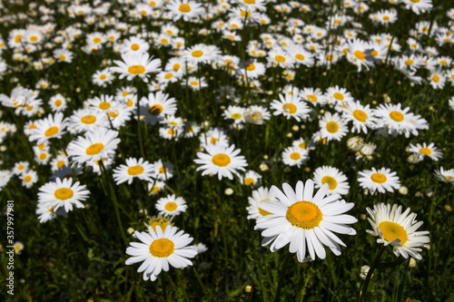 Daisy time. Daisies in the meadow and close-up