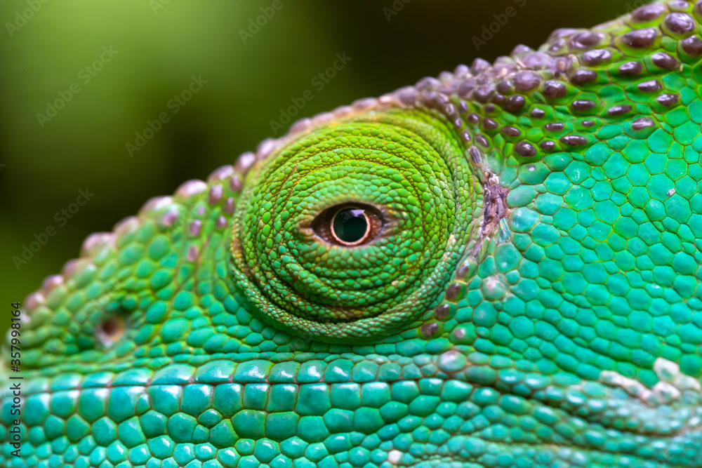 Obraz premium Close-up, macro shot of a green chameleon