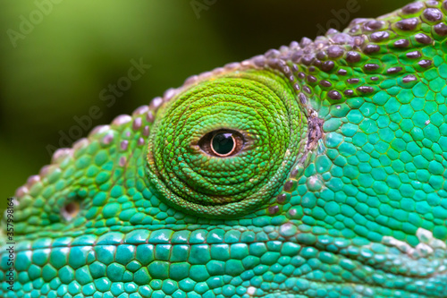 Close-up, macro shot of a green chameleon