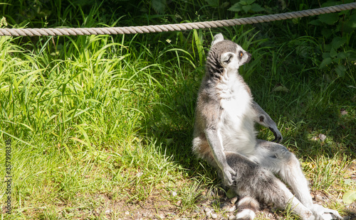lemur sitting looking in the sun
