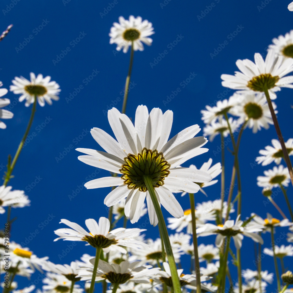 Daisy time. Daisies in the meadow and close-up