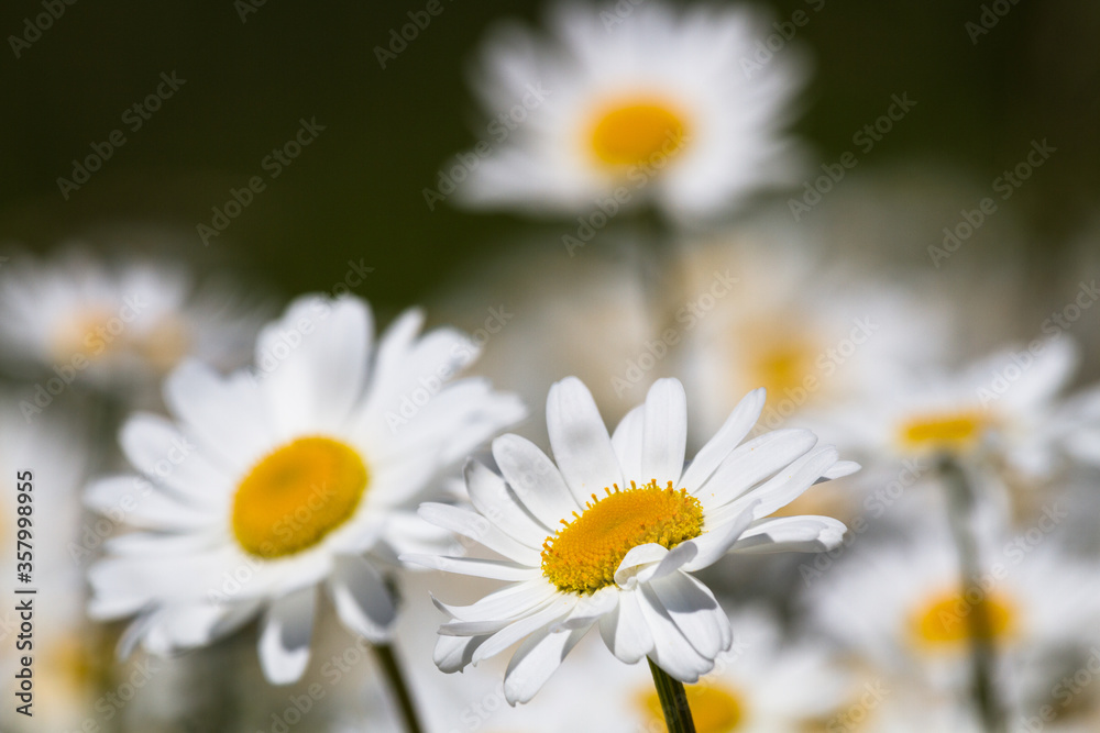 Daisy time. Daisies in the meadow and close-up Daisy time. Daisies in the meadow and close-up