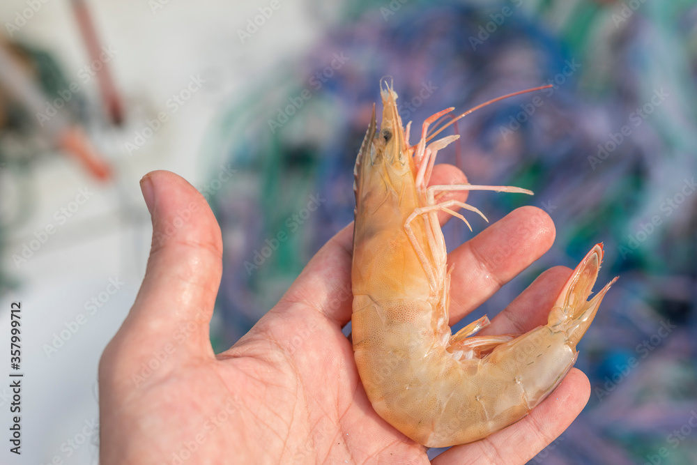The fresh jumbo shrimp (prawn) in the human hand. Prawn and shrimp