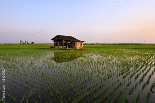 Beautiful view of rice paddy field during sunrise in Malaysia. Nature composition  © fiz_zero
