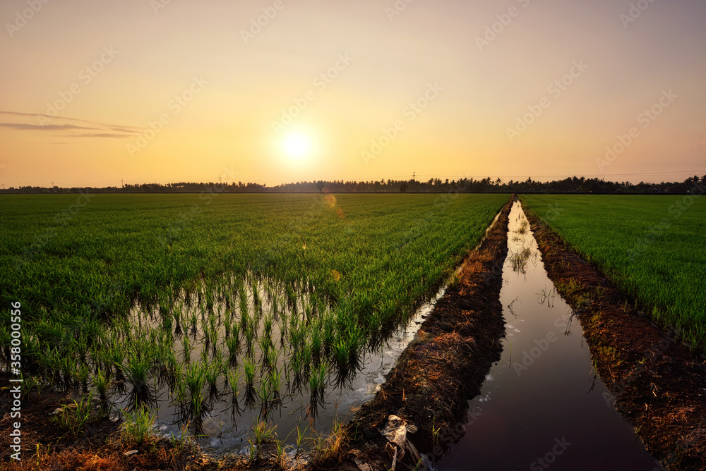 Beautiful view of rice paddy field during sunrise in Malaysia. Nature composition 