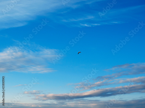 Bright blue sky with some clouds and flying bird
