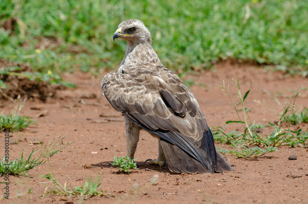 Fototapeta premium Aigle ravisseur,.Aquila rapax , Tawny Eagle