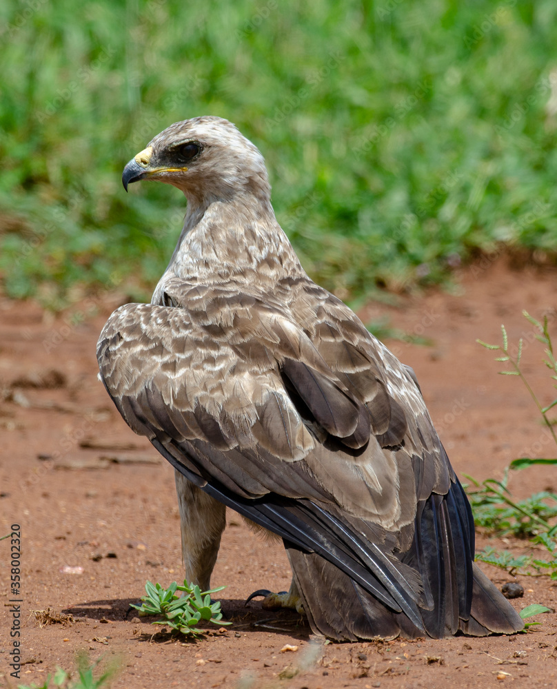 Fototapeta premium Aigle ravisseur,.Aquila rapax , Tawny Eagle
